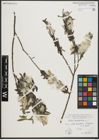 Foto von Salix purpurea L.